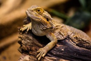 ホームホワイトニングには副作用があるって本当ですか？