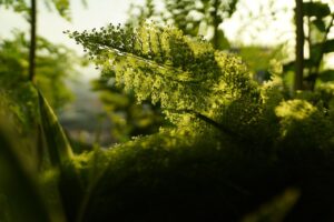 ホームホワイトニングの効果的な使い方とは？