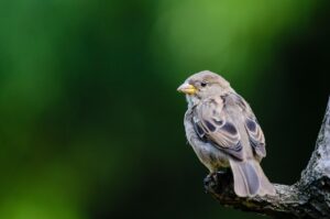 ホームホワイトニングはどのタイプが向いているか？